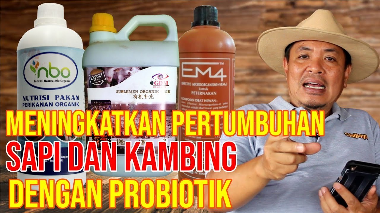 Probiotik Meningkatkan Pertumbuhan Sapi Dan Kambing.jpg